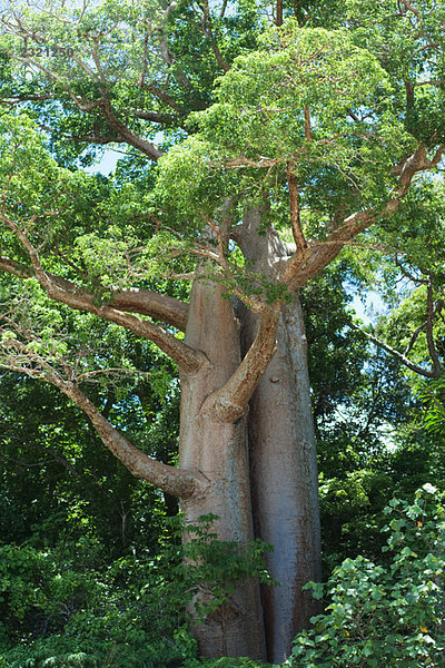 Baobab-Bäume  die im Wald wachsen