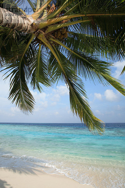 Malediven  Palmen und Meer