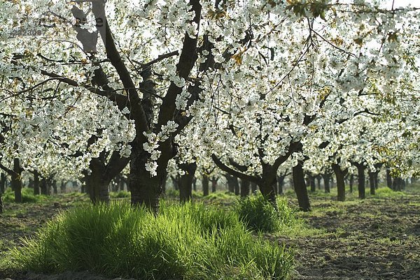 Kirschbäume in Feld  Brandenburg  Deutschland blüht