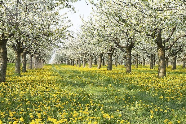 Kirschbäume in Feld  Brandenburg  Deutschland blüht