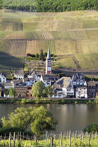 Erhöhte Ansicht des Weingartens  Mosel  Rheinland-Pfalz  Deutschland