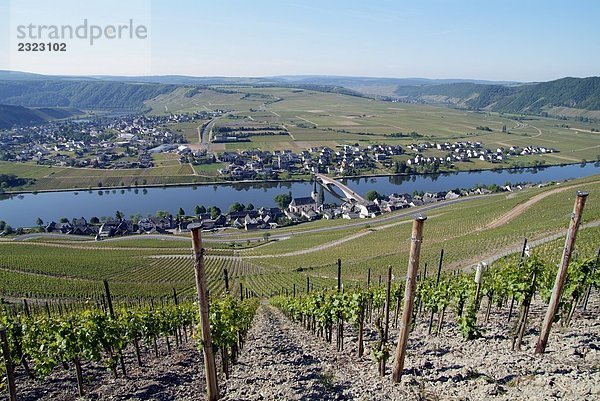 Weintraube Weinbaus im Weinberg  Piesport  Mosel  Rheinland-Pfalz  Deutschland