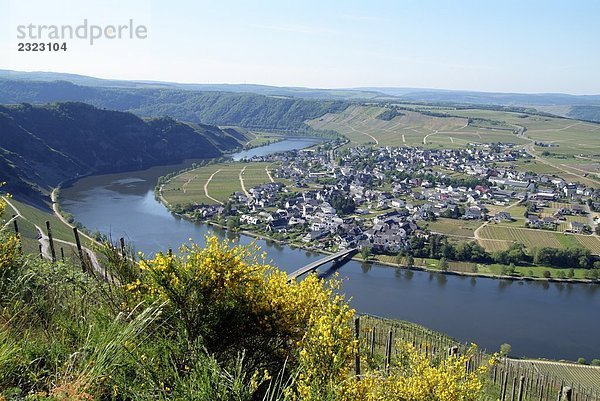 Luftbild von Fluss in Landschaft  Piesport  Moselschleife  Moseltal  Mosel  Rheinland-Pfalz  Deutschland