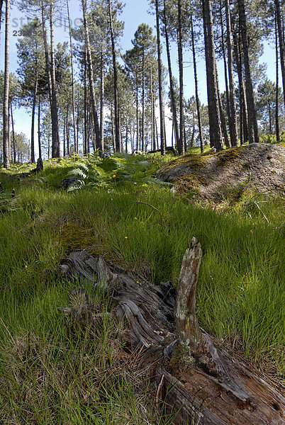 Frankreich  Korsika  Bavella  Tanne Wald
