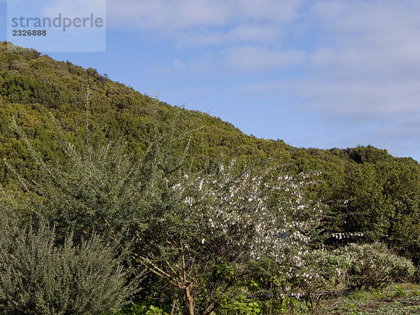 Bäume auf Landschaft nahe Hill  Garajonay Nationalpark  La Gomera  Kanaren  Spanien Garajonay Nationalpark