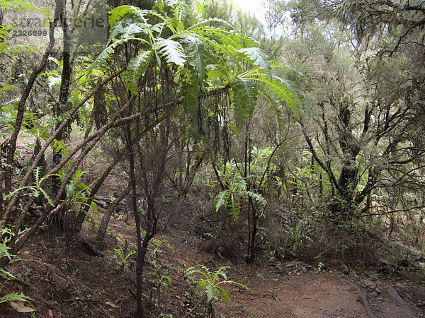 Bäume in dichten Wald  Garajonay Nationalpark  La Gomera  Kanaren  Spanien Garajonay Nationalpark