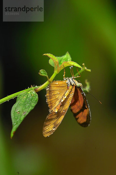 Nahaufnahme Schmetterlings auf Blatt