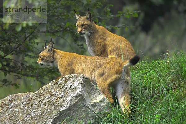 Zwei Lynx im Wald  Nationalpark Bayerischer Wald  Bayern  Deutschland