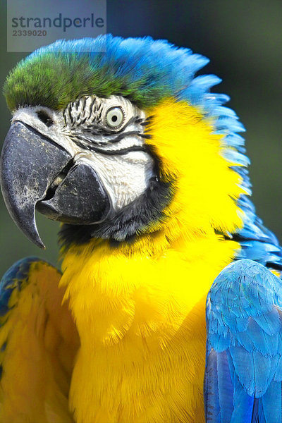 Nahaufnahme-Papagei