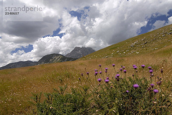 Italien  Abruzzo  Campo Imperatore Plain  Nationalpark Gran Sasso und Monti della Laga  Distel blüht im Vordergrund