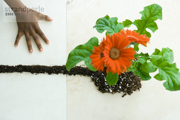 Hand neben Gerbera-Gänseblümchen und Bodenlinie  von oben gesehen