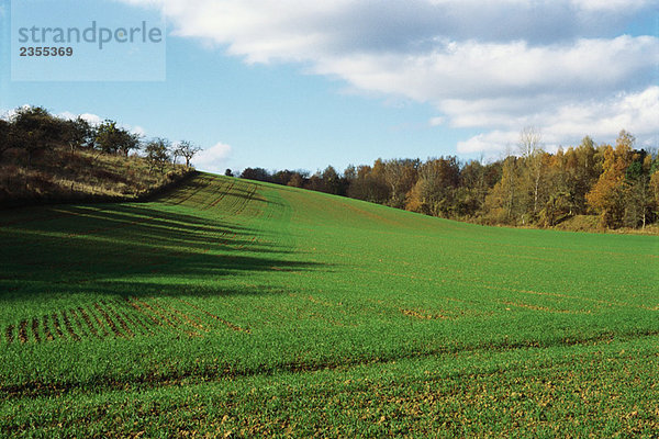 Landschaft mit kultiviertem Feld