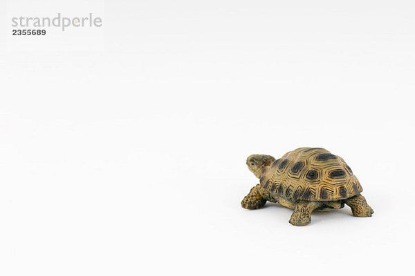 Spielzeugschildkröte