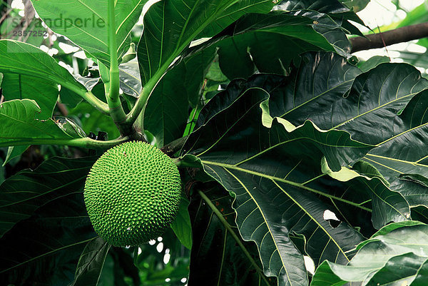 Tropische Pflanze  Jackfrüchte (Artocarpus Heterolophyllus)