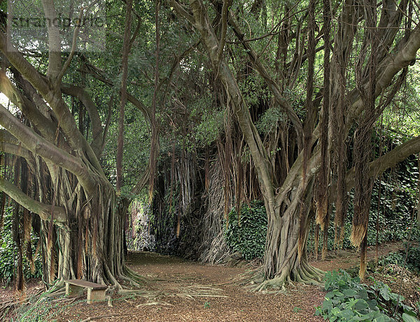 Weinender feige (Ficus Benjamina)  Allerton Gärten  Hawaii  USA