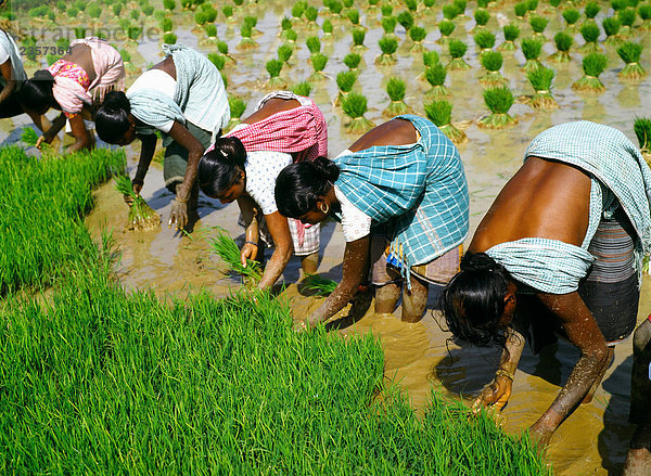 Frauen Pflanzen Reis  Bengal  Indien