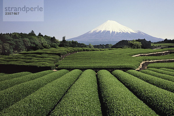 Teeplantage an Fujisan  Japan