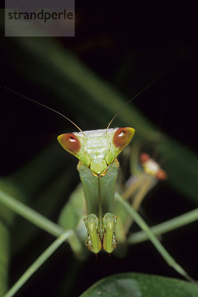 Mantis - Oxyopsis Gracilis  Peru