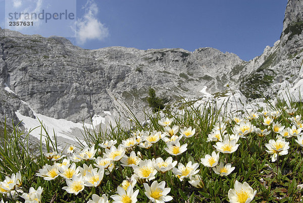 Italien  Friuli Venezia Giulia  Giulie Alpen  Wildblumen auf die Canin Berge Kette