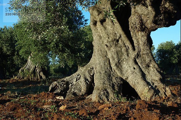 Italien  Apulien  Olivenbäume