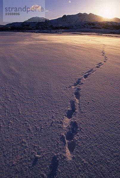 Norwegen  Lofoten-Inseln  Fußabdrücke auf schneebedeckten Strand