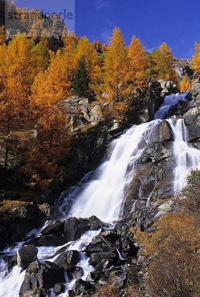 Italien  Trentino Alto Adige  Nationalpark des Stilfserjochs  äußersten Westen des Tal  Wasserfall und Lärche Bäume im Herbst