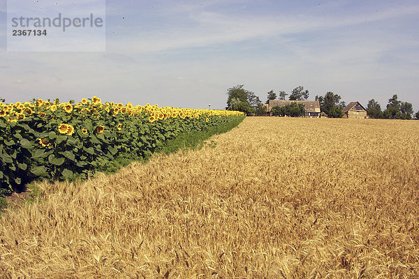 Europa  Ungarn  Bauernhof und Bereich der Sonnenblume und Weizen Feld im Bereich der Puszta