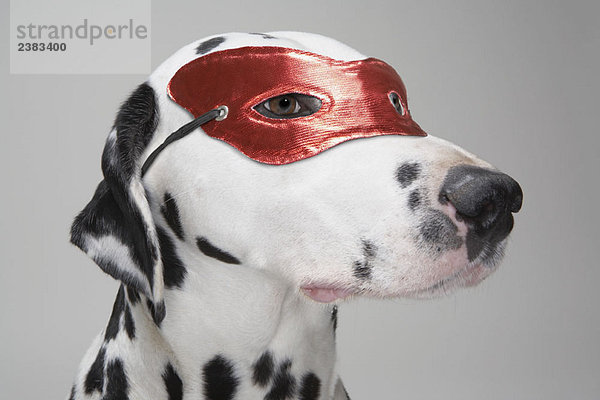 Maskierter dalmatinischer Hund