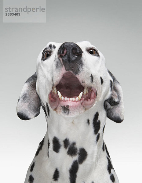 Nahaufnahme eines dalmatinischen Hundes