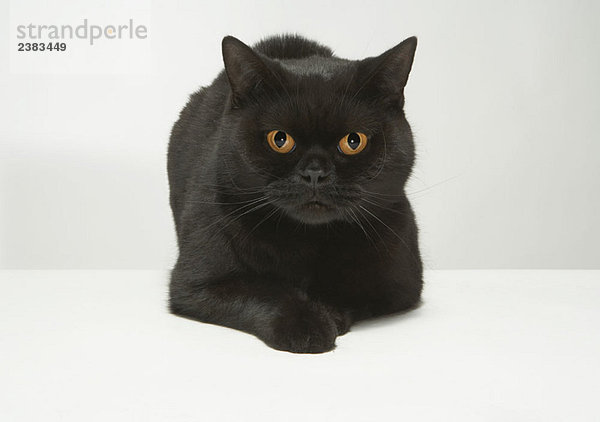 Portrait der schwarzen Katze