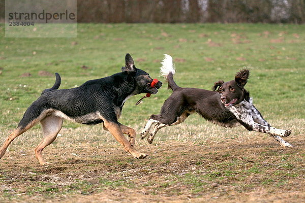 Zwei Hunde spielen im Feld