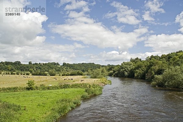Fluss  der durch Wald  Fluss Boyne  Boyne-Tal  Grafschaft Meath  Leinster  Irland