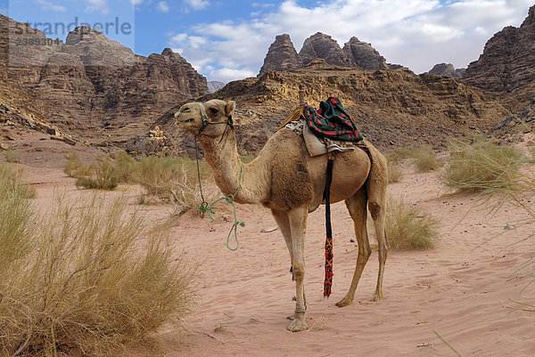Camel Standing in Wüste Wadi Rum  Jordanien
