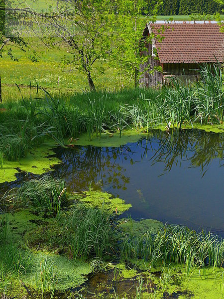 Teich und Hütte im Wald  Schwarzwald  Baden-Württemberg  Deutschland