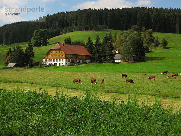 Herde Kühe grasen Gras in Feld  Schwarzwald  Baden-Württemberg  Deutschland