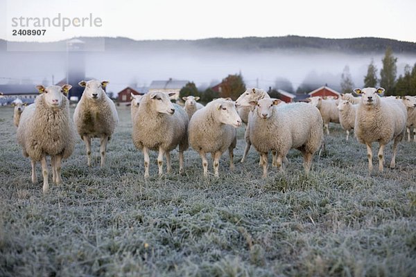 Schafe auf einem Feld an einem eisigen Morgen