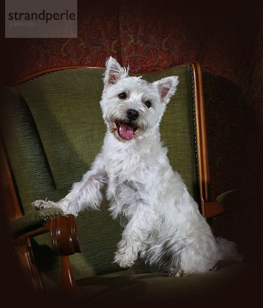 Porträt eines West Highland White Terrier