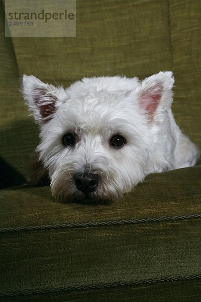 Porträt eines West Highland White Terrier