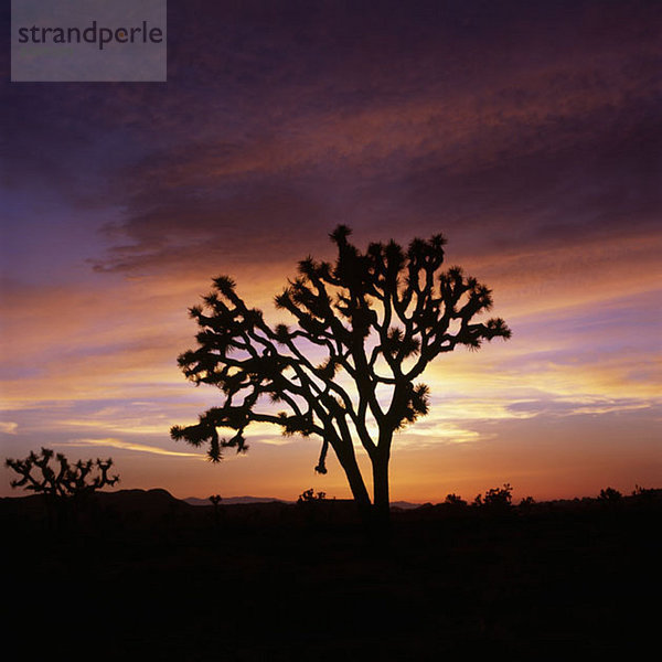 Ein Joshua Baum bei Sonnenuntergang  Joshua Tree National Park  Kalifornien  USA
