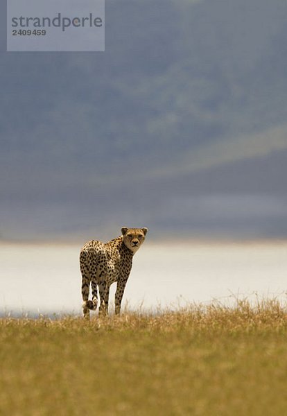 Ein Gepard  der auf einer Savanne steht.