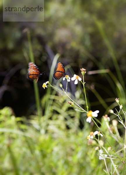 Zwei Schmetterlinge  die auf einer Blume sitzen.