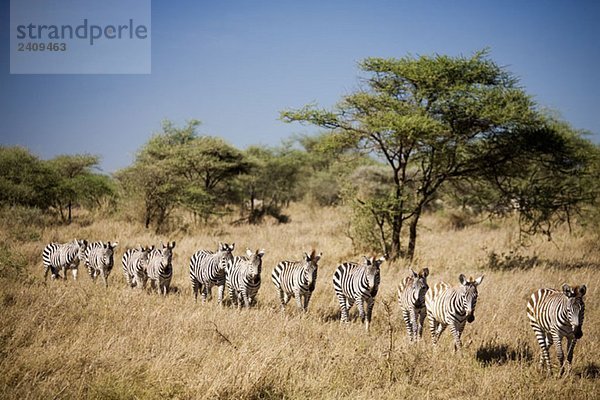 Wandernde Zebras  Tansania