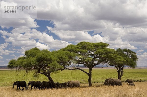 Eine Elefantenherde steht unter Akazienbäumen.