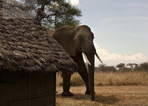 Ein Elefant  der neben einem strohgedeckten Gebäude läuft.