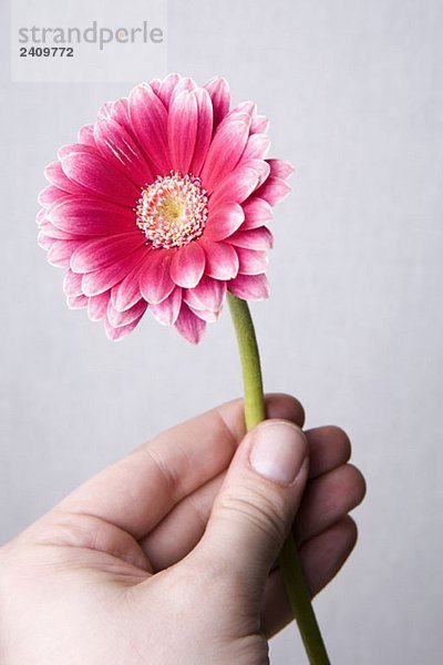 Menschliche Hand mit rosa Gerbera Daisy