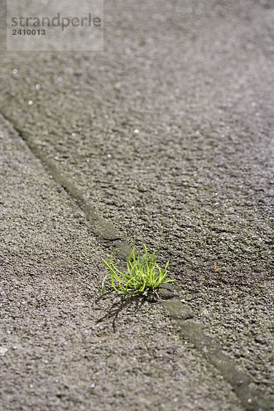 Ein Unkraut  das in einem Riss im Pflaster wächst.