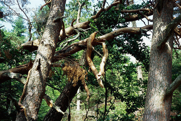 Gefallene Bäume und abgebrochene Äste im Wald nach Sturm