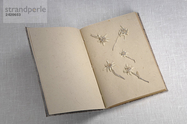 Edelweißblüten (Leontopodium alpinum) im Buch  erhöhte Ansicht