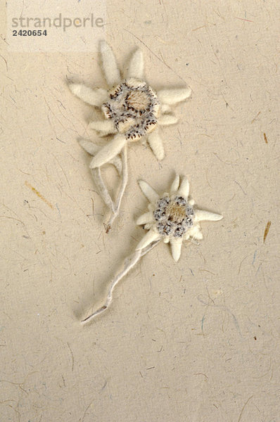Edelweißblüten Leontopodium alpinum)