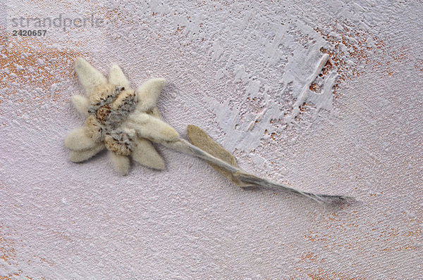 Edelweißblume (Leontopodium alpinum)